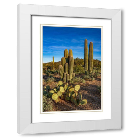 Arizona-Tucson Mountain Park White Modern Wood Framed Art Print with Double Matting by Hawkins, Peter