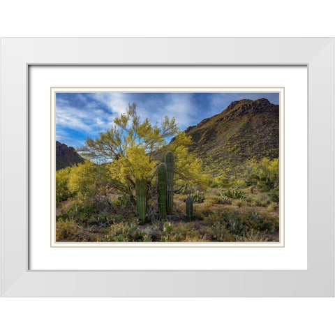 Arizona-Tucson Mountain Park White Modern Wood Framed Art Print with Double Matting by Hawkins, Peter