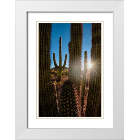 A saguaro cactus creates a window to the desert in Organ Pipe Cactus National Monument White Modern Wood Framed Art Print with Double Matting by SMO