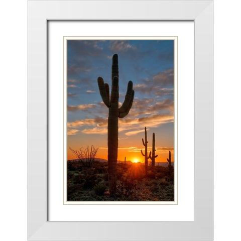 Saguaro cactus in the lower Sonoran desert in southern Arizona White Modern Wood Framed Art Print with Double Matting by SMO