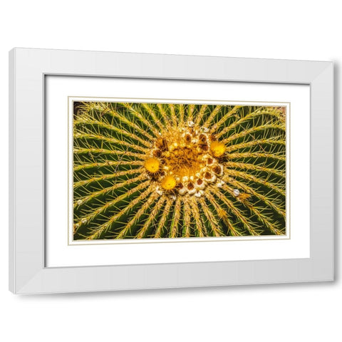 Yellow blossoms of golden barrel cactus blooming- Desert Botanical Garden- Phoenix- Arizona. White Modern Wood Framed Art Print with Double Matting by Perry, William