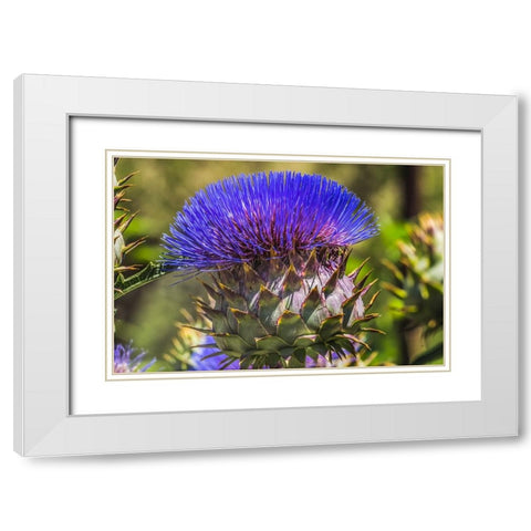 Artichoke thistle blooming- Desert Botanical Garden- Phoenix- Arizona. White Modern Wood Framed Art Print with Double Matting by Perry, William