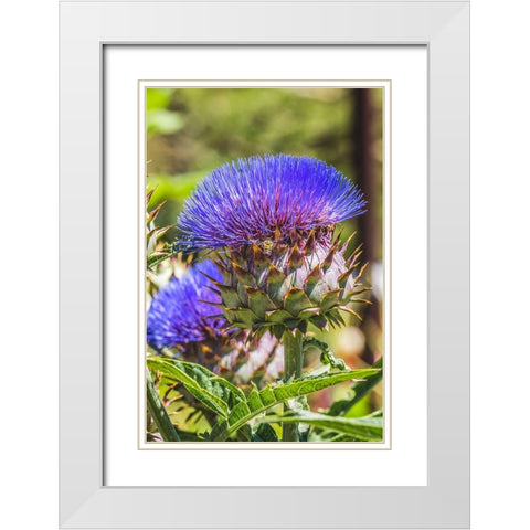 Artichoke thistle blooming bee- Desert Botanical Garden- Phoenix- Arizona. White Modern Wood Framed Art Print with Double Matting by Perry, William