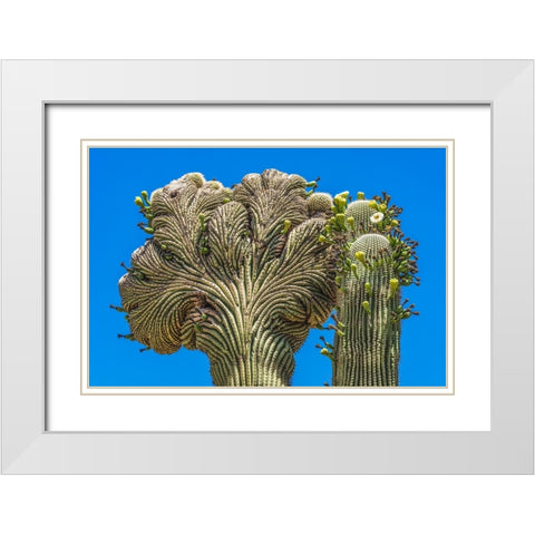 Crested Saguaro blooming- Desert Botanical Garden- Phoenix- Arizona. White Modern Wood Framed Art Print with Double Matting by Perry, William