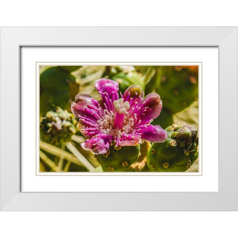 Pink blossom chain fruit cholla- Desert Botanical Garden- Phoenix- Arizona. White Modern Wood Framed Art Print with Double Matting by Perry, William
