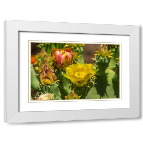 Plains prickly pear cactus blooming- Desert Botanical Garden- Phoenix- Arizona. White Modern Wood Framed Art Print with Double Matting by Perry, William
