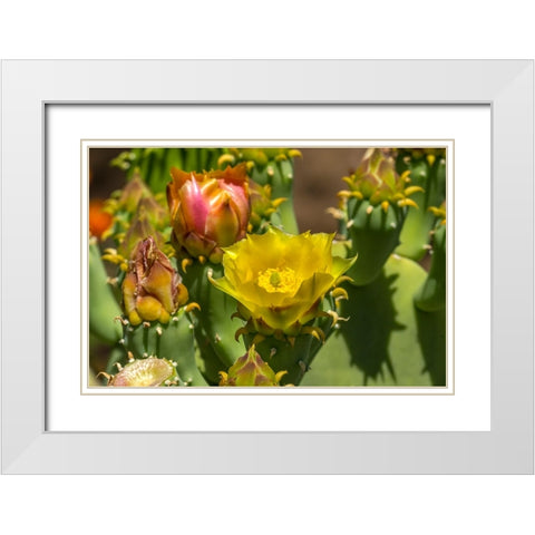 Plains prickly pear cactus blooming- Desert Botanical Garden- Phoenix- Arizona. White Modern Wood Framed Art Print with Double Matting by Perry, William