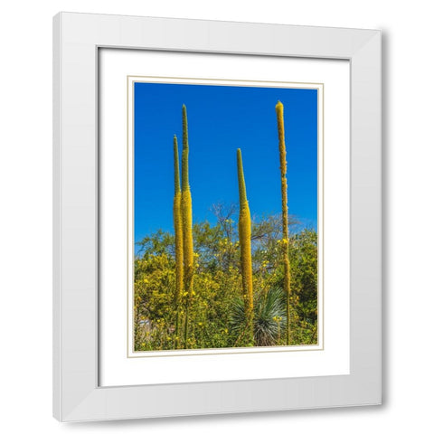 Thread Agaves blooming- Desert Botanical Garden- Phoenix- Arizona. White Modern Wood Framed Art Print with Double Matting by Perry, William