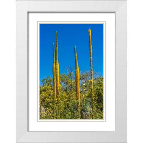 Thread Agaves blooming- Desert Botanical Garden- Phoenix- Arizona. White Modern Wood Framed Art Print with Double Matting by Perry, William