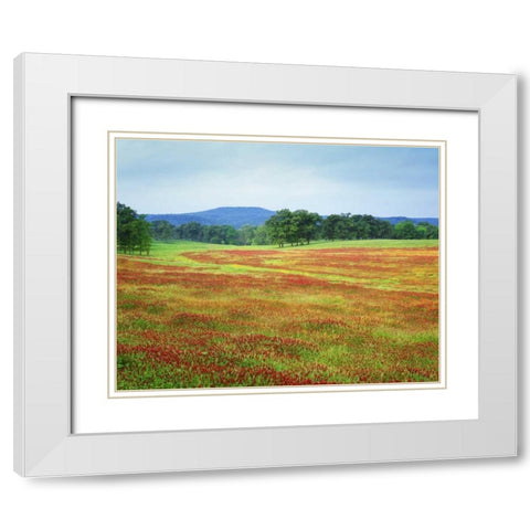 Arkansas Blooming scarlet clover in Boston Mts White Modern Wood Framed Art Print with Double Matting by Flaherty, Dennis