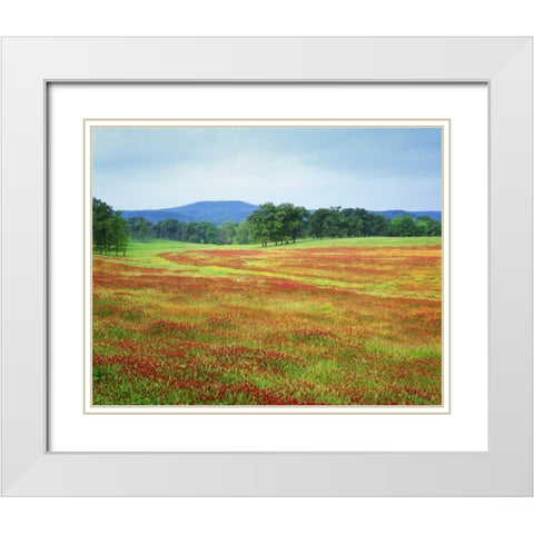 Arkansas Blooming scarlet clover in Boston Mts White Modern Wood Framed Art Print with Double Matting by Flaherty, Dennis