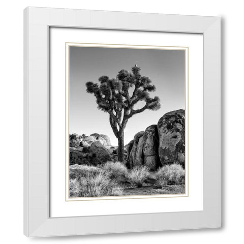 California-Joshua Tree National Park-Joshua tree lit by early morning sun White Modern Wood Framed Art Print with Double Matting by Collins, Ann