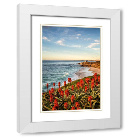 USA-California-La Jolla Blooming aloe and Wipeout Beach White Modern Wood Framed Art Print with Double Matting by Collins, Ann