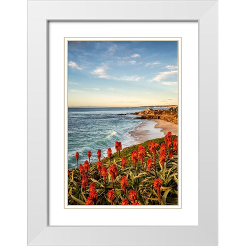 USA-California-La Jolla Blooming aloe and Wipeout Beach White Modern Wood Framed Art Print with Double Matting by Collins, Ann