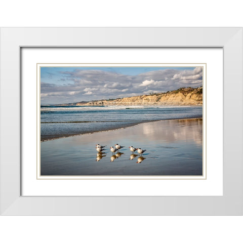 USA-California-La Jolla Royal terns and Scripps Pier at La Jolla Shores White Modern Wood Framed Art Print with Double Matting by Collins, Ann