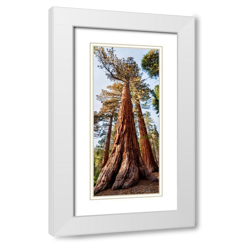 USA-California-Yosemite National Park Giant Sequoia trees in Mariposa Grove White Modern Wood Framed Art Print with Double Matting by Collins, Ann