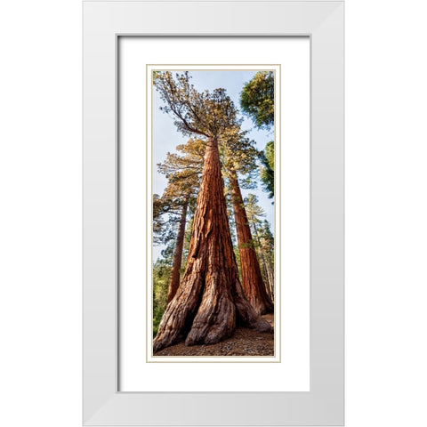 USA-California-Yosemite National Park Giant Sequoia trees in Mariposa Grove White Modern Wood Framed Art Print with Double Matting by Collins, Ann
