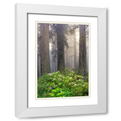 Redwood trees and Pacific Rhododendron in fog-Redwood National Park-California White Modern Wood Framed Art Print with Double Matting by Jones, Adam