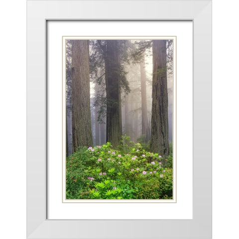 Redwood trees and Pacific Rhododendron in fog-Redwood National Park-California White Modern Wood Framed Art Print with Double Matting by Jones, Adam