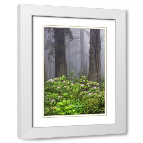 Redwood trees and Pacific Rhododendron in fog-Redwood National Park-California White Modern Wood Framed Art Print with Double Matting by Jones, Adam