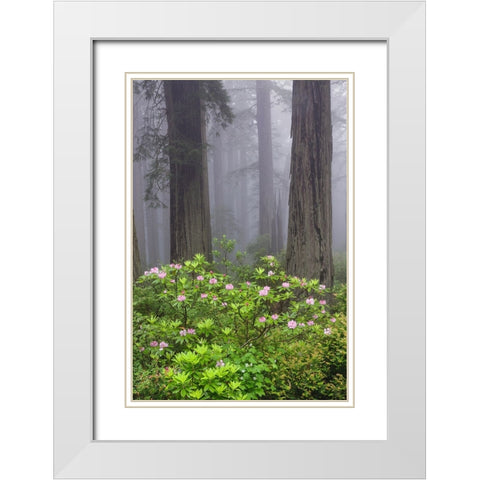 Redwood trees and Pacific Rhododendron in fog-Redwood National Park-California White Modern Wood Framed Art Print with Double Matting by Jones, Adam