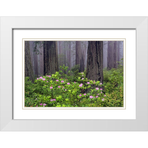Redwood trees and Pacific Rhododendron in fog-Redwood National Park-California White Modern Wood Framed Art Print with Double Matting by Jones, Adam