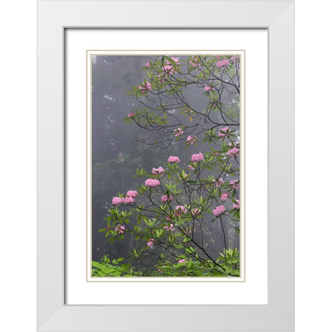 Redwood trees and Pacific Rhododendron in fog-Redwood National Park-California White Modern Wood Framed Art Print with Double Matting by Jones, Adam