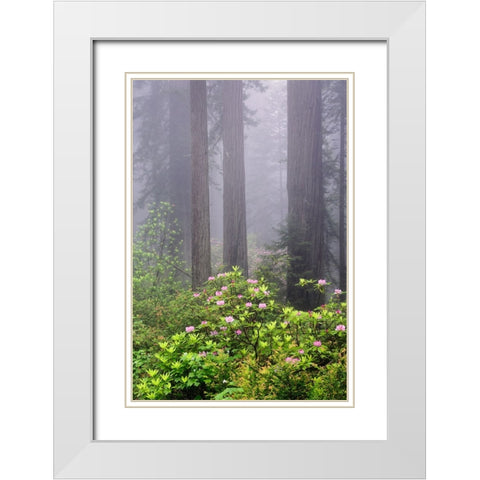 Redwood trees and Pacific Rhododendron in fog-Redwood National Park-California White Modern Wood Framed Art Print with Double Matting by Jones, Adam