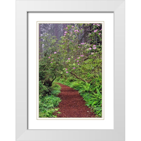 Footpath through Redwood trees and Pacific Rhododendron in fog White Modern Wood Framed Art Print with Double Matting by Jones, Adam