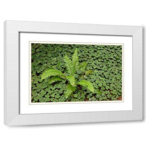 Fern among wood Sorrel Redwood National Park-California White Modern Wood Framed Art Print with Double Matting by Jones, Adam