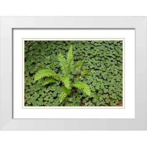 Fern among wood Sorrel Redwood National Park-California White Modern Wood Framed Art Print with Double Matting by Jones, Adam