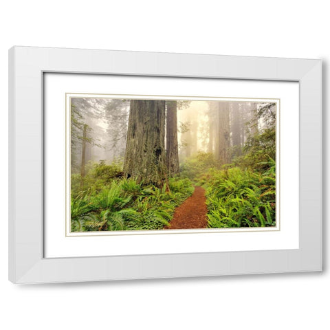 Footpath through Redwood trees and Pacific Rhododendron in fog White Modern Wood Framed Art Print with Double Matting by Jones, Adam