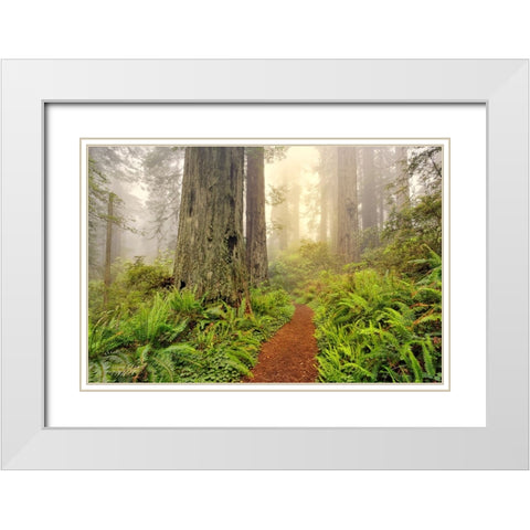 Footpath through Redwood trees and Pacific Rhododendron in fog White Modern Wood Framed Art Print with Double Matting by Jones, Adam