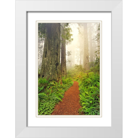 Footpath through Redwood trees and Pacific Rhododendron in fog White Modern Wood Framed Art Print with Double Matting by Jones, Adam