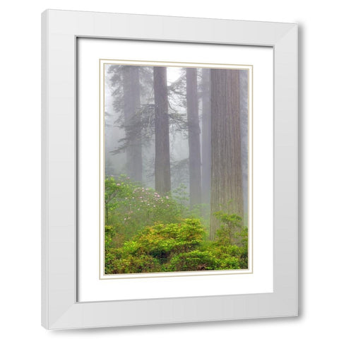 Redwood trees and Pacific Rhododendron in fog-Redwood National Park-California White Modern Wood Framed Art Print with Double Matting by Jones, Adam