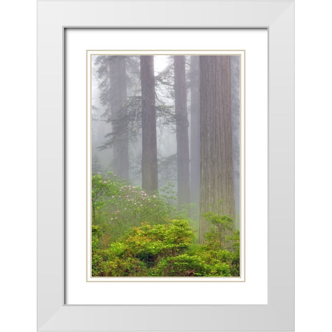 Redwood trees and Pacific Rhododendron in fog-Redwood National Park-California White Modern Wood Framed Art Print with Double Matting by Jones, Adam
