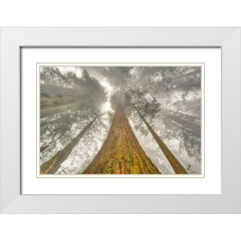 Fisheye view skyward of Redwood trees in fog Redwood National Park-California White Modern Wood Framed Art Print with Double Matting by Jones, Adam