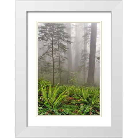 Redwood trees and ferns in fog Redwood National Park-California White Modern Wood Framed Art Print with Double Matting by Jones, Adam