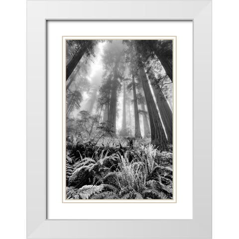 Fisheye view skyward of Redwood trees in fog Redwood National Park-California White Modern Wood Framed Art Print with Double Matting by Jones, Adam