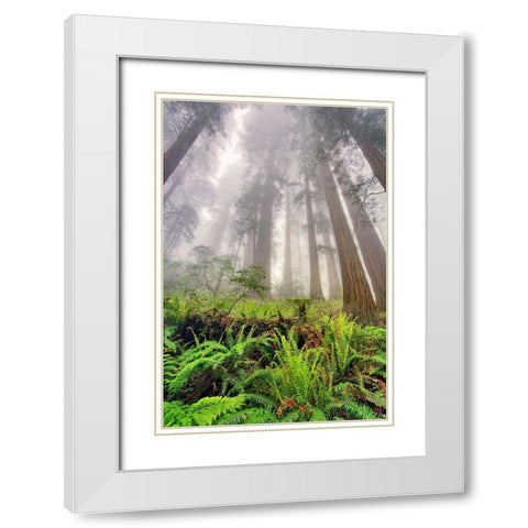 Fisheye view skyward of Redwood trees in fog Redwood National Park-California White Modern Wood Framed Art Print with Double Matting by Jones, Adam