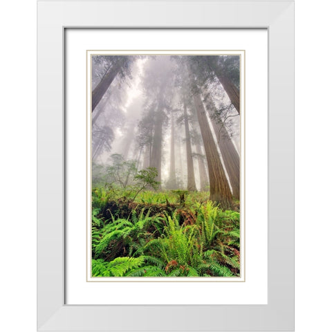 Fisheye view skyward of Redwood trees in fog Redwood National Park-California White Modern Wood Framed Art Print with Double Matting by Jones, Adam