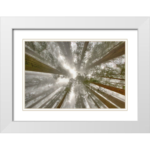 Fisheye view skyward of Redwood trees in fog Redwood National Park-California White Modern Wood Framed Art Print with Double Matting by Jones, Adam