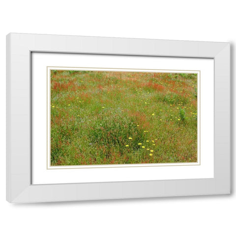 Mixture of flowers and grasses-Dolason Prairie-Redwood National Park-California White Modern Wood Framed Art Print with Double Matting by Jones, Adam
