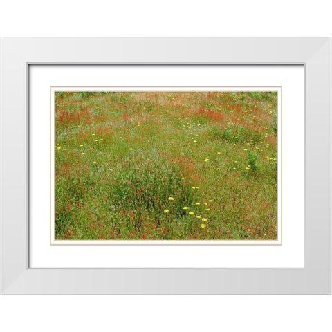 Mixture of flowers and grasses-Dolason Prairie-Redwood National Park-California White Modern Wood Framed Art Print with Double Matting by Jones, Adam