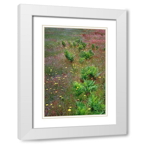Mixture of flowers-ferns and grasses-Dolason Prairie-Redwood National Park-California White Modern Wood Framed Art Print with Double Matting by Jones, Adam