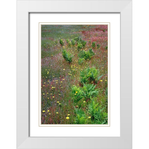 Mixture of flowers-ferns and grasses-Dolason Prairie-Redwood National Park-California White Modern Wood Framed Art Print with Double Matting by Jones, Adam