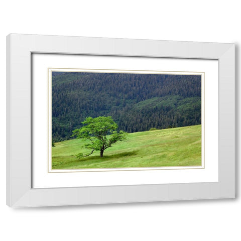 Grasses and trees-Dolason Prairie just off Bald Hills Road-California White Modern Wood Framed Art Print with Double Matting by Jones, Adam