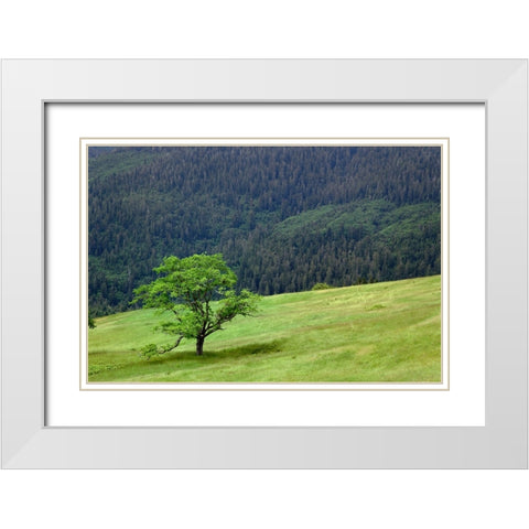 Grasses and trees-Dolason Prairie just off Bald Hills Road-California White Modern Wood Framed Art Print with Double Matting by Jones, Adam