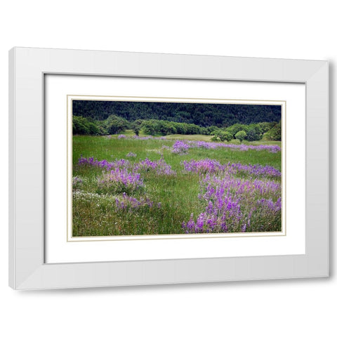 Lupine flowers on hillside-Dolason Prairie-California White Modern Wood Framed Art Print with Double Matting by Jones, Adam