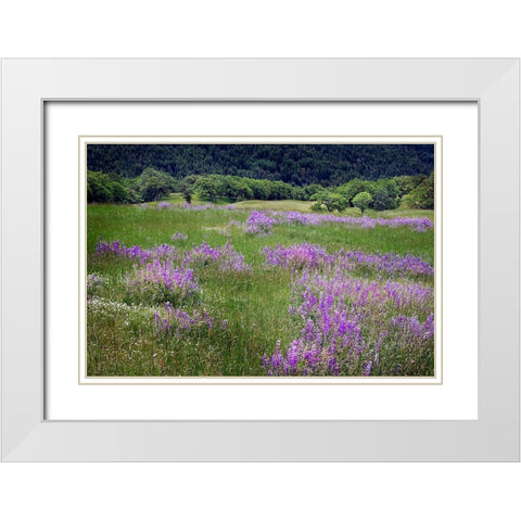 Lupine flowers on hillside-Dolason Prairie-California White Modern Wood Framed Art Print with Double Matting by Jones, Adam